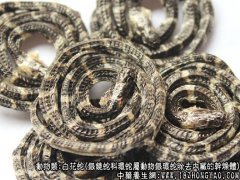 白花蛇图片_白花蛇的功效与作用