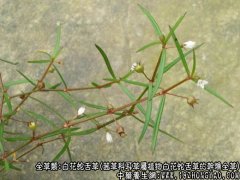 白花蛇舌草图片_白花蛇舌草的功效与作用