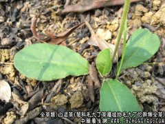 白眉草图片_白眉草的功效与作用