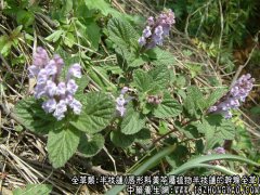 半枝莲图片_半枝莲的功效与作用