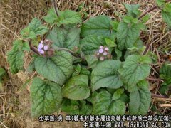 臭草图片_臭草的功效与作用