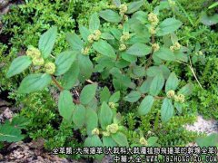 大飞扬草图片_大飞扬草的功效与作用