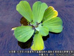 大浮萍图片_大浮萍的功效与作用