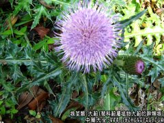 大蓟图片_大蓟的功效与作用