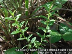 大金牛草图片_大金牛草的功效与作用