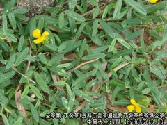 丁葵草图片_丁葵草的功效与作用