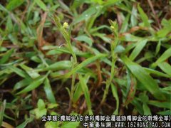 独脚金图片_独脚金的功效与作用