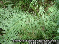 凤尾草的功效与作用_凤尾草的药用价值