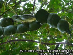 过岗龙图片_过岗龙的功效与作用