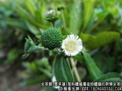 墨旱莲图片_墨旱莲的功效与作用