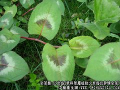 火炭母的功效与作用_火炭母的药用价值