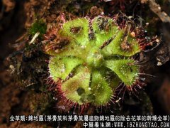 锦地罗图片_锦地罗的功效与作用