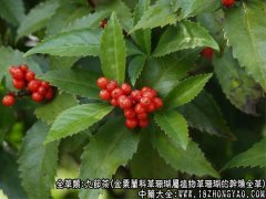 九节茶图片_九节茶的功效与作用