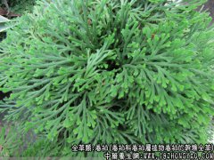 卷柏的功效与作用_卷柏的药用价值