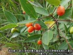 了哥王图片_了哥王的功效与作用