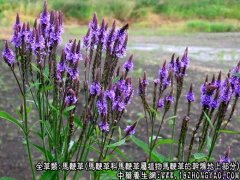 马鞭草的功效与作用_马鞭草的药用价值