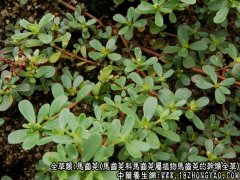 马齿苋的功效与作用_马齿苋的药用价值