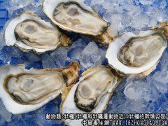 牡蛎图片_牡蛎的功效与作用