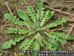 荠菜图片_荠菜的功效与作用
