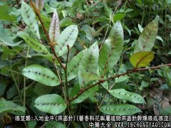 两面针图片_两面针的功效与作用