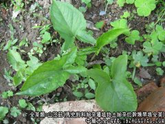 山茨菇图片_山茨菇的功效与作用