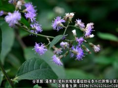 伤寒草图片_伤寒草的功效与作用