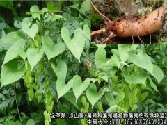 淮山药图片_淮山药的功效与作用