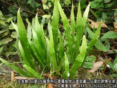 石韦图片_石韦的功效与作用