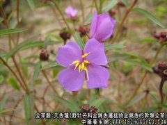 天香炉图片_天香炉的功效与作用