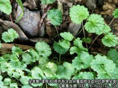 透骨消图片_透骨消的功效与作用