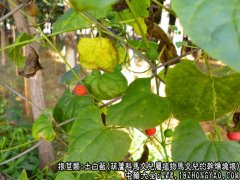 土白蔹图片_土白蔹的功效与作用
