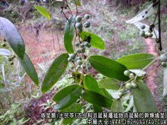 [土茯苓图片]_[土茯苓的功效与作用]