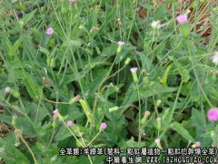 羊蹄草图片_羊蹄草的功效与作用