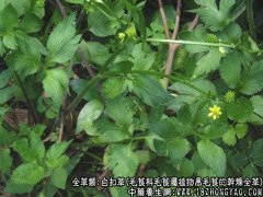 自扣草图片_自扣草的功效与作用