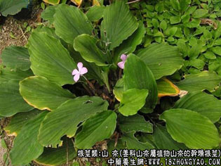山奈的功效与作用_山奈图片