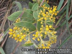 山白芷的功效与作用_山白芷图片