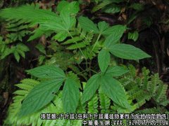 千斤拔的功效与作用_千斤拔图片