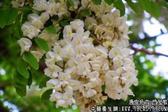 槐花散适用的症状_槐花散临床应用