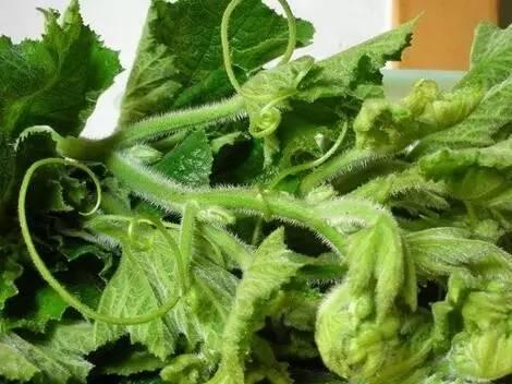 戒掉烟瘾：煎汁使用南瓜藤