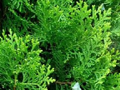 侧柏(叶/子)的功效与作用_侧柏(叶/子)图片