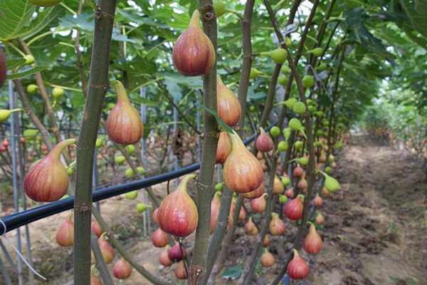 [无花果的功效与作用]_无花果图片