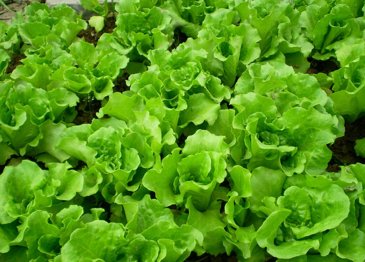生菜的营养价值与功效作用_生菜图片