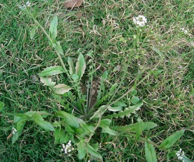 荠菜的营养价值与功效作用_荠菜图片