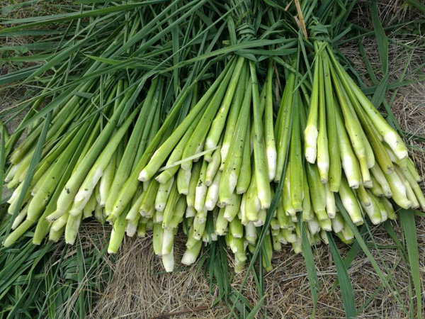 茭白的营养价值与功效作用_茭白图片