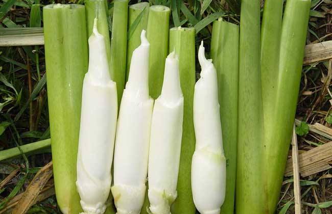 茭白和什么一起吃最有好营养_茭白不能和什么一起吃相克
