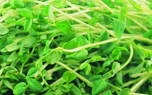 绿豆芽的营养价值与功效作用_绿豆芽图片 