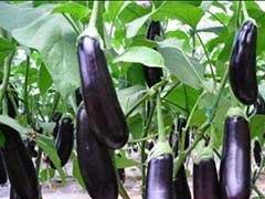 茄子的营养价值与功效作用_茄子不能和什么一起吃相克,食用禁