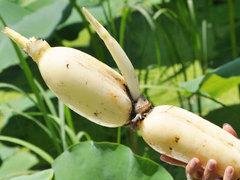 莲藕的营养价值_莲藕的功效与作用