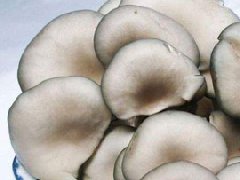平菇_平菇的营养价值