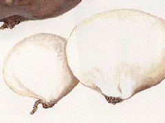 白马勃图片_白马勃的功效与作用